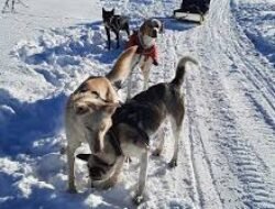 Rekomendasi Destinasi Wisata Musim Dingin di Kanada yang Menawarkan Aktivitas Bermain Bersama Anjing Husky
